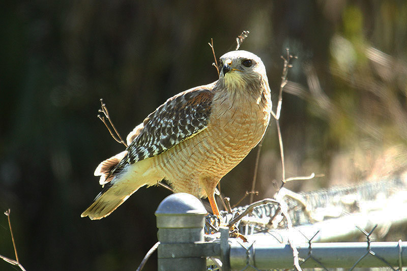 Red-shouldered Hawk by Mick Dryden