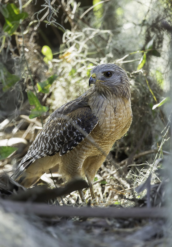 Red-shouldered Hawk by Kris Bell