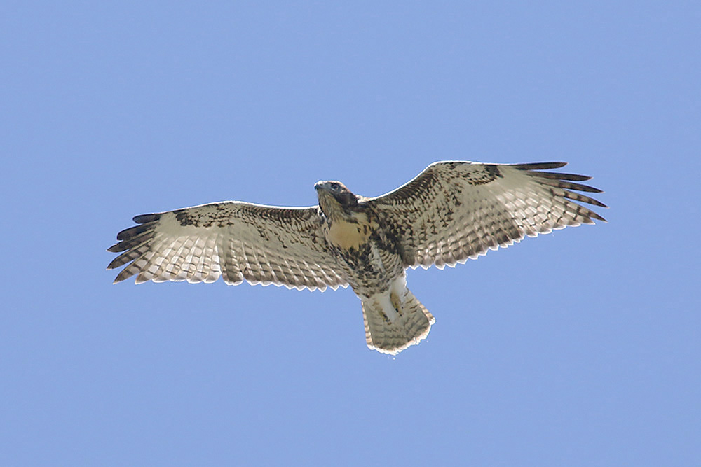 Red-tailed Hawk by Mick Dryden