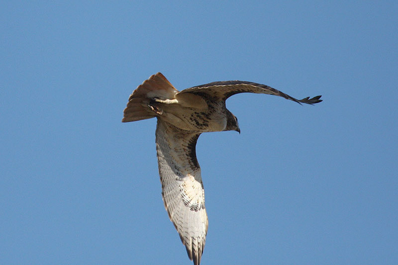 Red-tailed Hawk by Miranda Collett