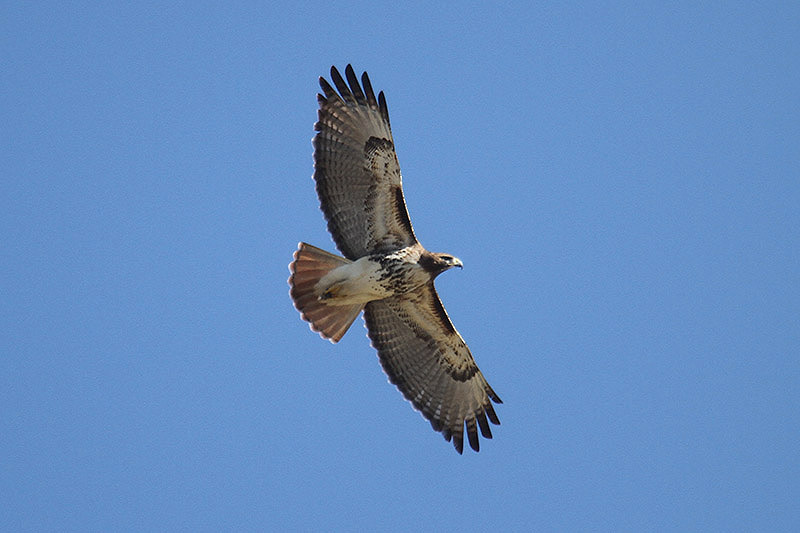 Red-tailed Hawk by Mick Dryden