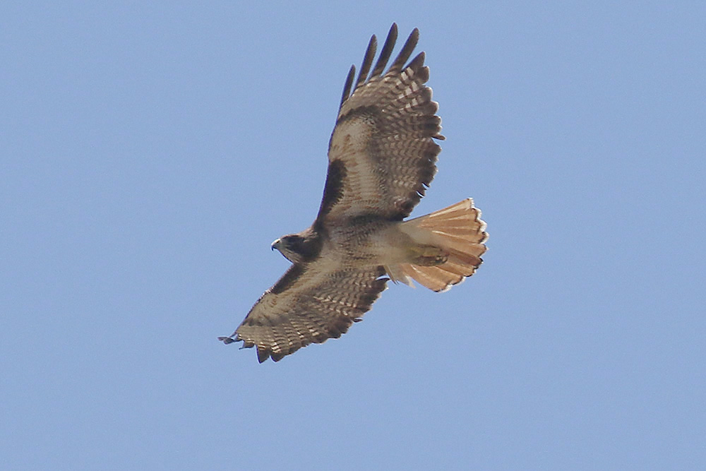 Red-tailed Hawk by Mick Dryden