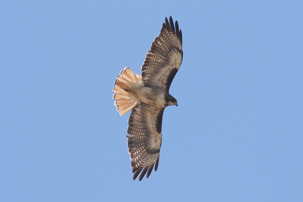 Red-tailed Hawk by Mick Dryden