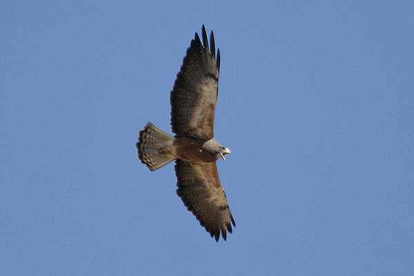 Swainson's Hawk by Mick Dryden