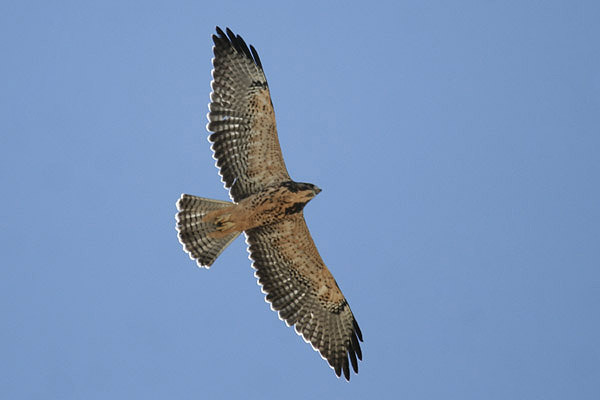 Swainson's Hawk by Mick Dryden