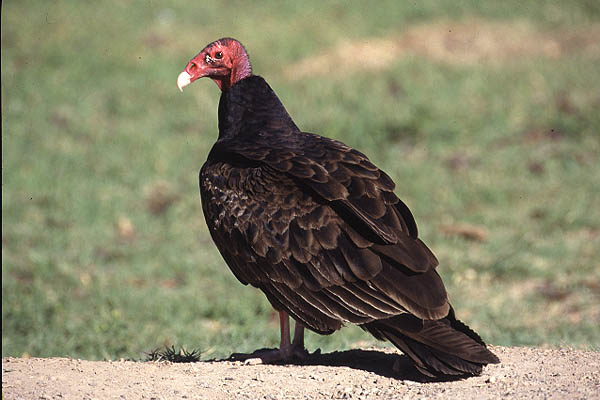 Turkey Vulture by Mick Dryden