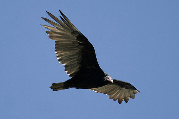 Turkey Vulture by Mick Dryden