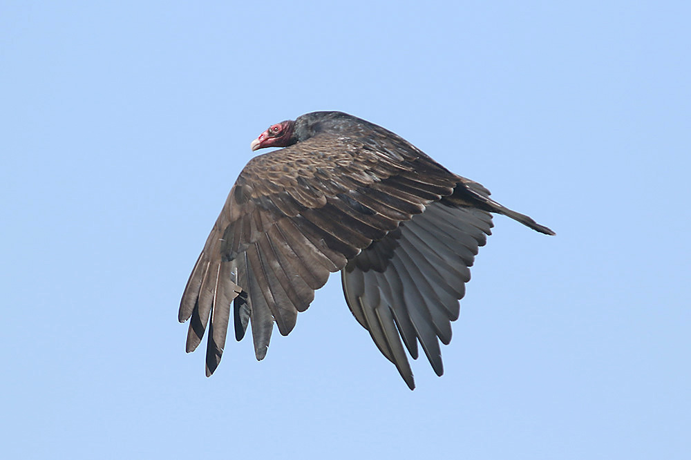 Turkey Vulture by Mick Dryden