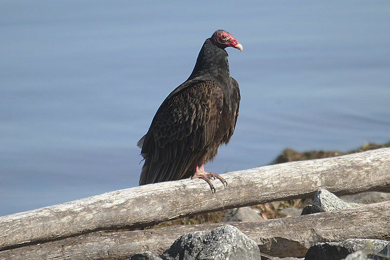 Turkey Vulture by Mick Dryden