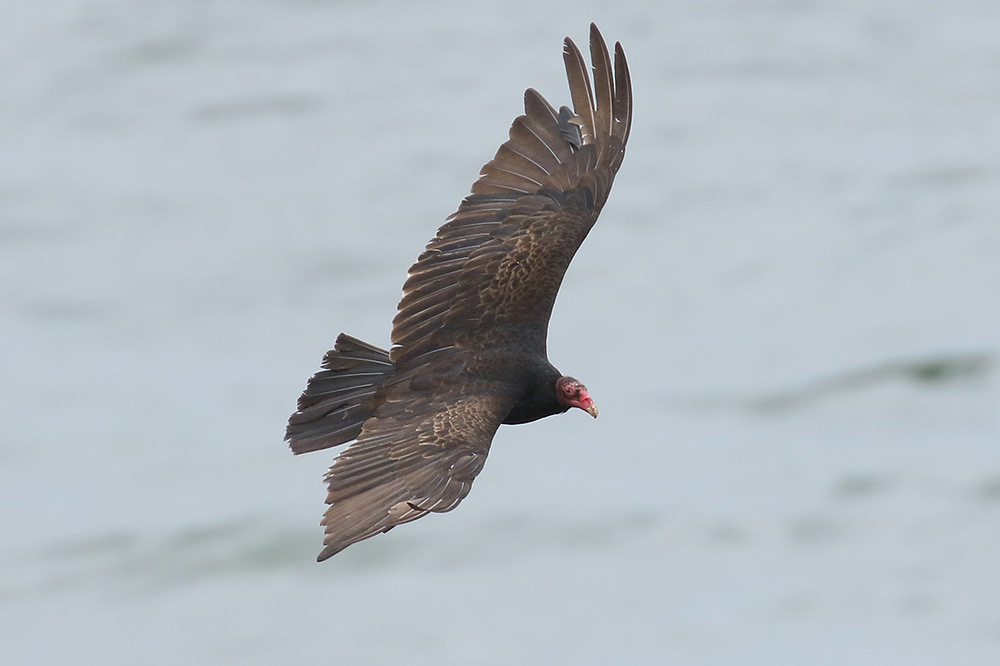 Turkey Vulture by Mick Dryden