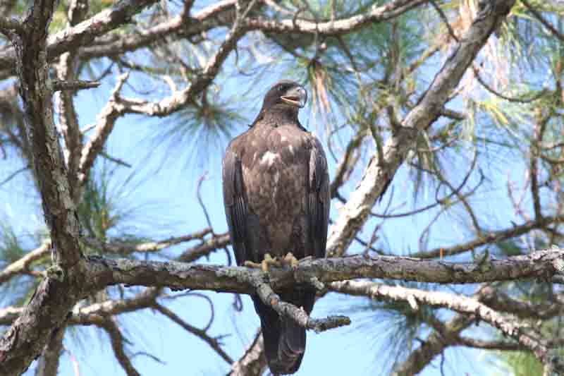 Bald Eagle by Miranda Collett