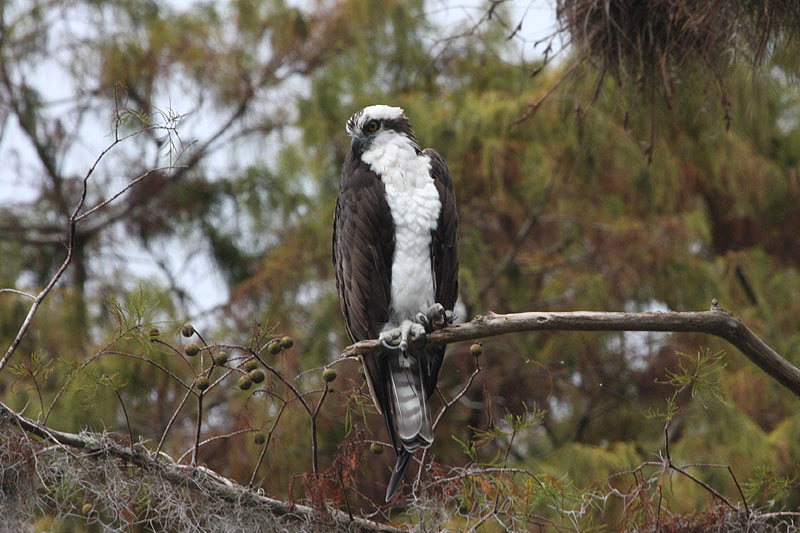 Osprey by Miranda Collett