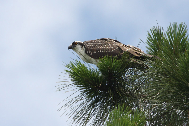 Osprey by Miranda Collett