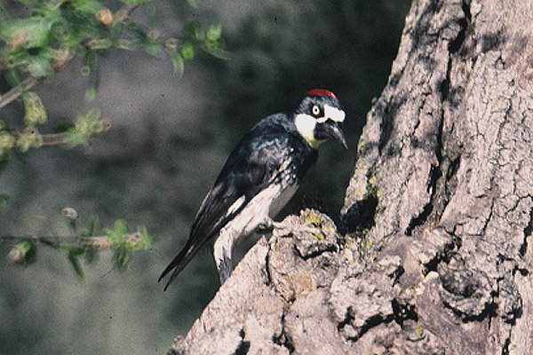 Acorn Woodpecker by Mick Dryden