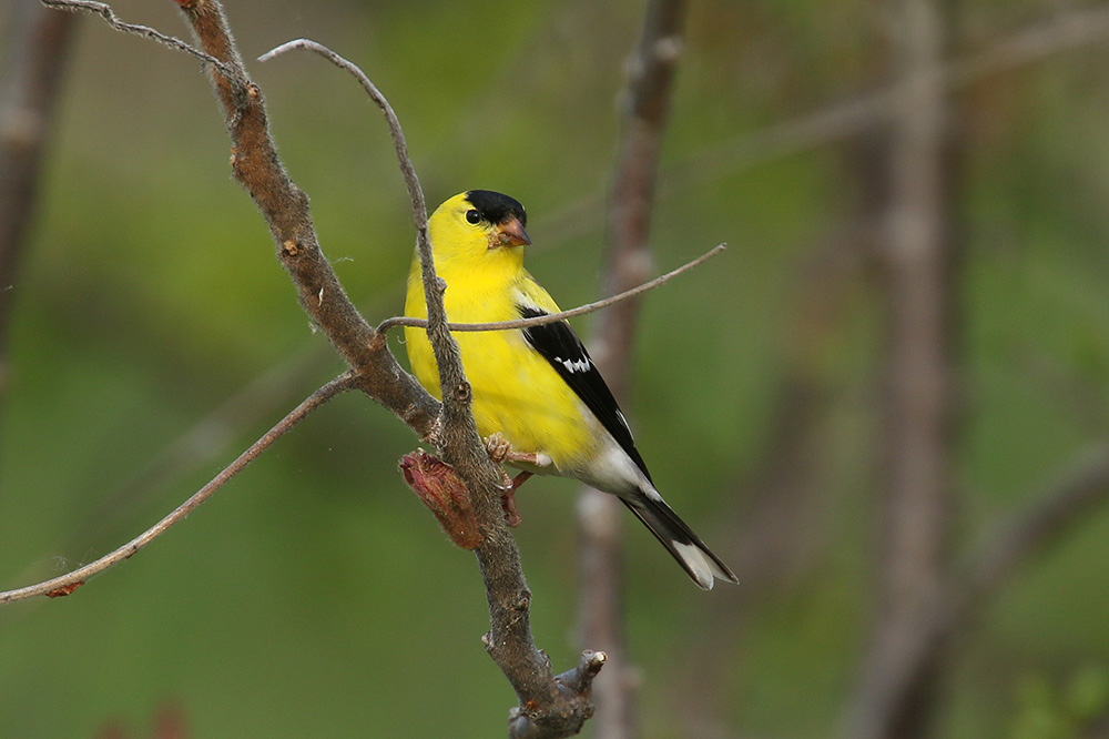 American Goldfinch by Mick Dryden