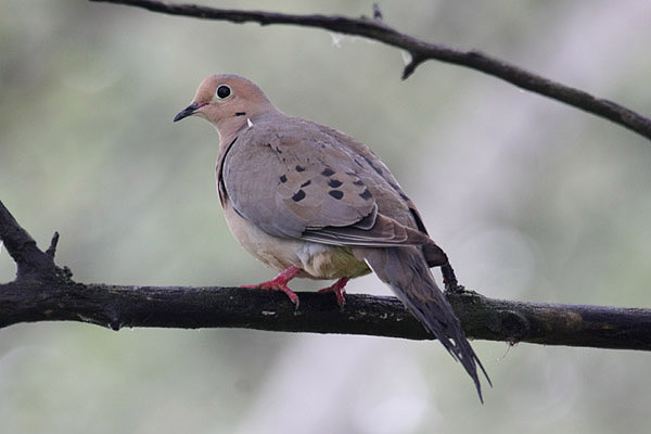 Mourning Dove by Mick Dryden