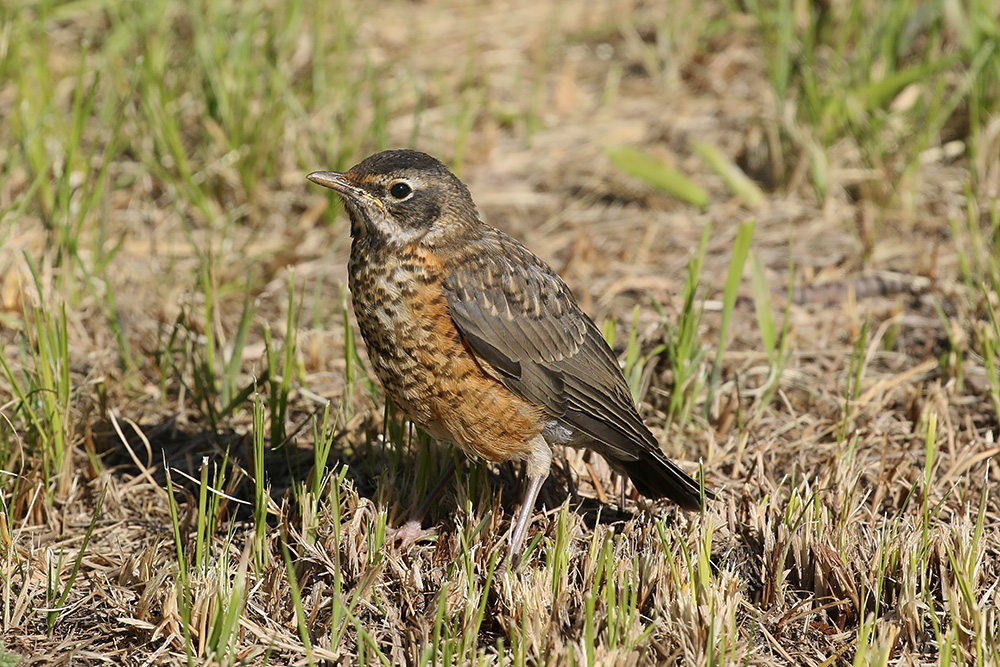 American Robin by Mick Dryden