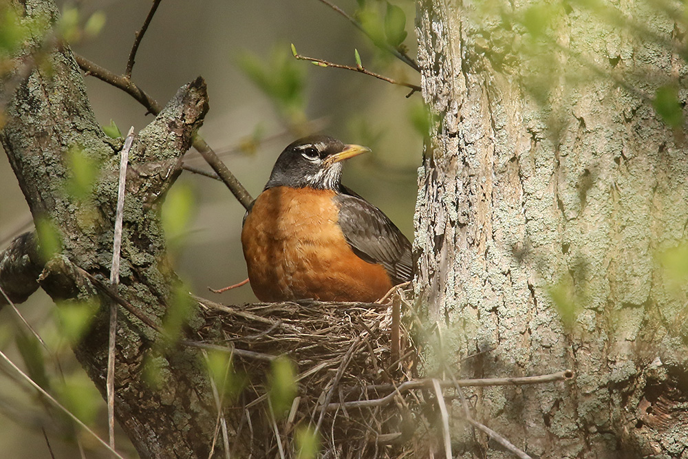 American Robin by Mick Dryden