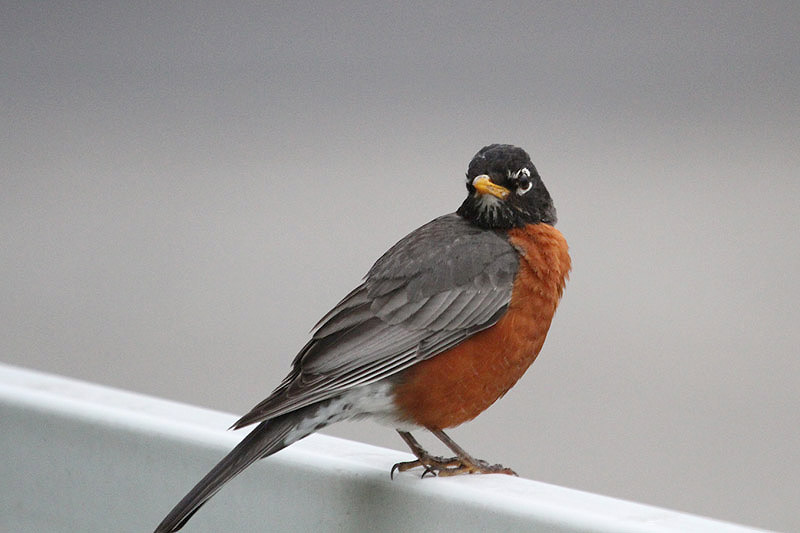 American Robin by Miranda Collett