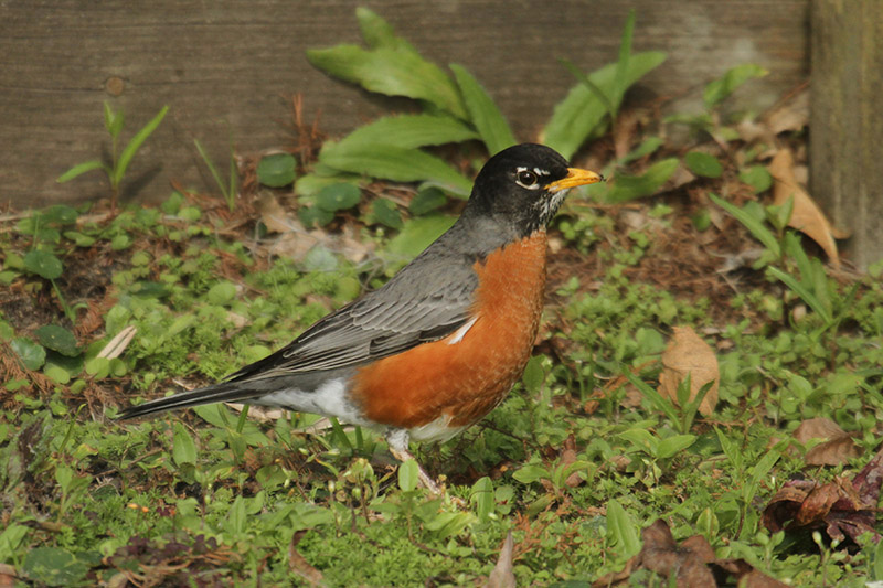 American Robin by Mick Dryden