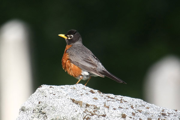 American Robin by Mick Dryden