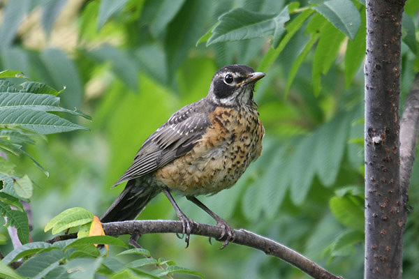 American Robin by Mick Dryden