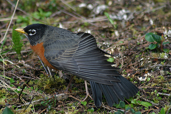 American Robin by Mick Dryden