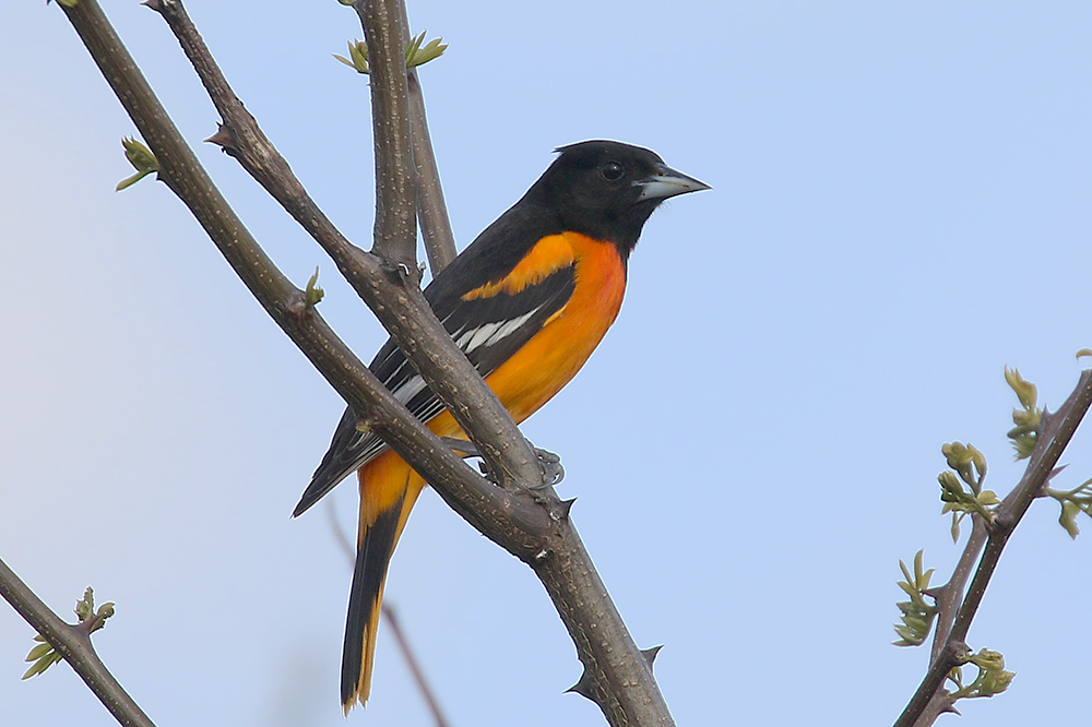 Baltimore Oriole by Mick Dryden