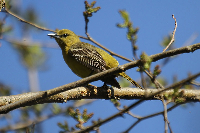 Baltimore Oriole by Mick Dryden