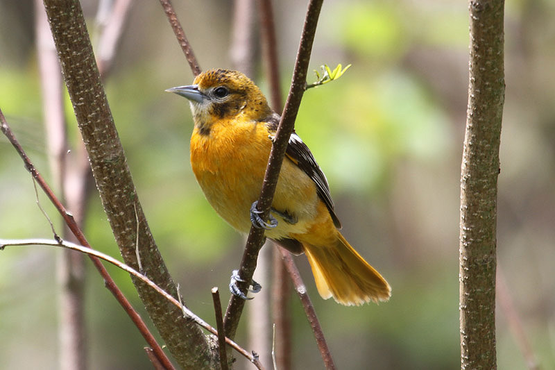 Baltimore Oriole by Mick Dryden