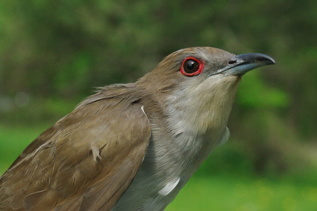 Black billed Cuckoo by Georg Hentsch