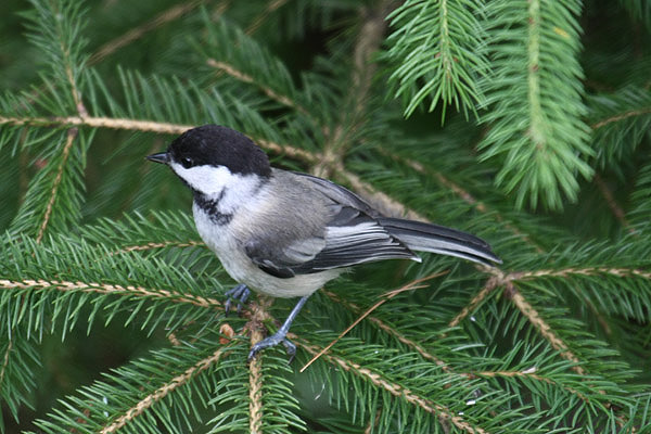 Black-capped Chickadee by Mick Dryden