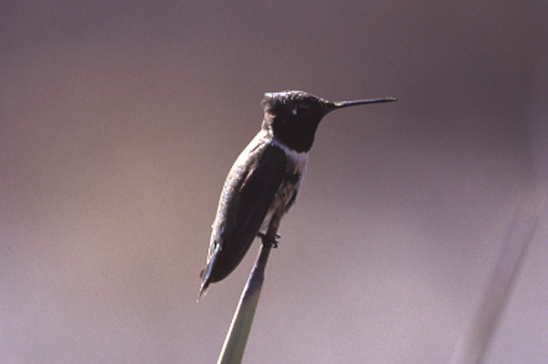 Black chinned Hummingbird by Mick Dryden