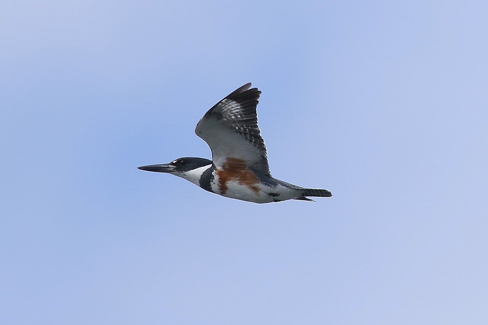 Belted Kingfisher by Mick Dryden