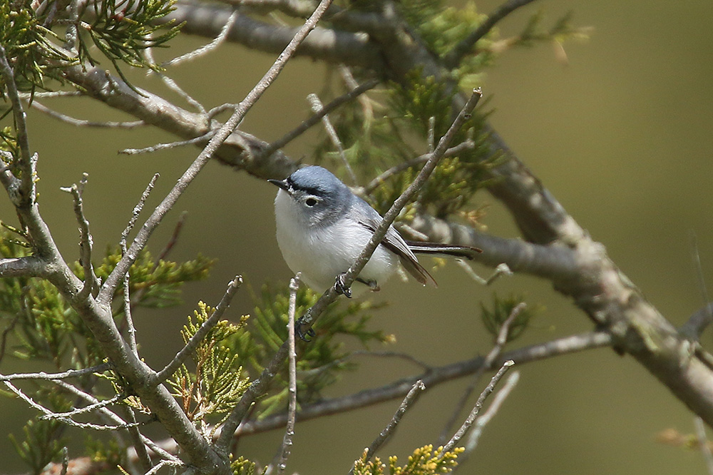 Blue grey Gnatcatcher by Mick Dryden