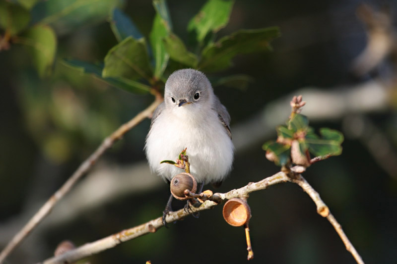 Blue-gray Gnatcatcher by Miranda Collett