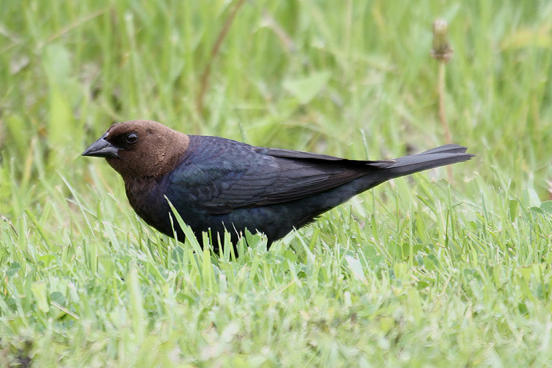 Brown-headed Cowbird by Mick Dryden