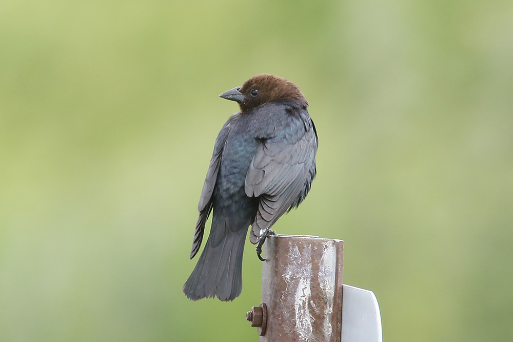 Brown-headed Cowbird by Mick Dryden