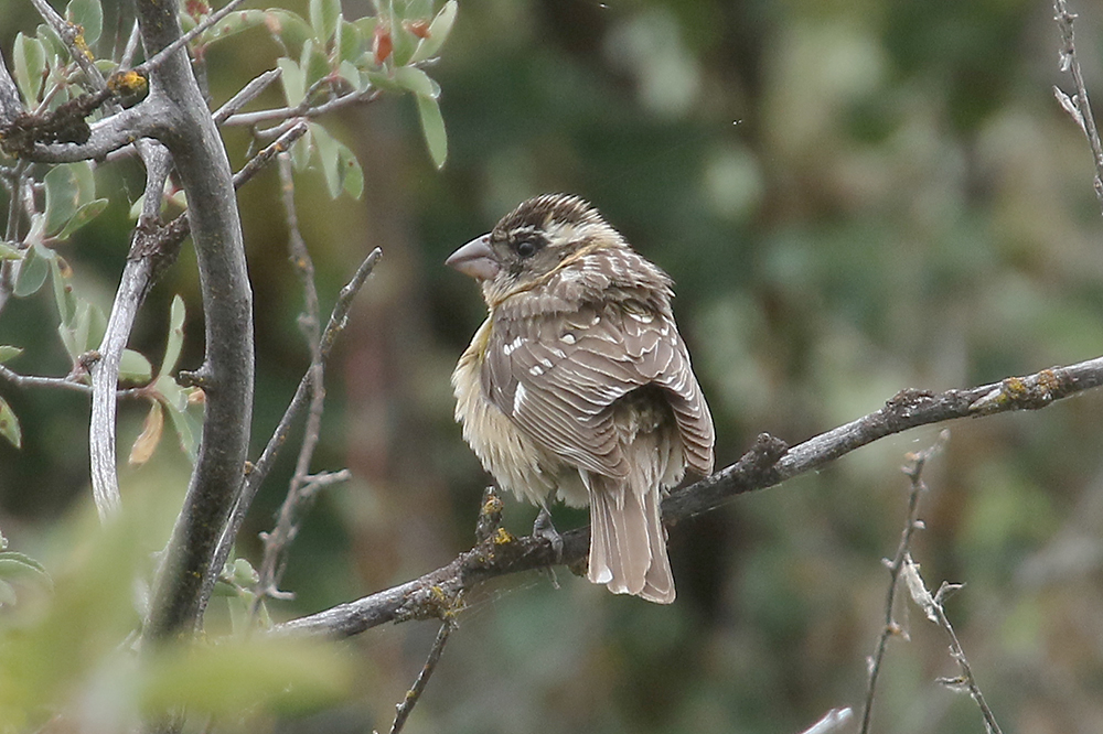 Black-headed Grosbeak by Mick Dryden