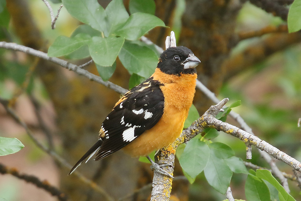 Black-headed Grosbeak by Mick Dryden