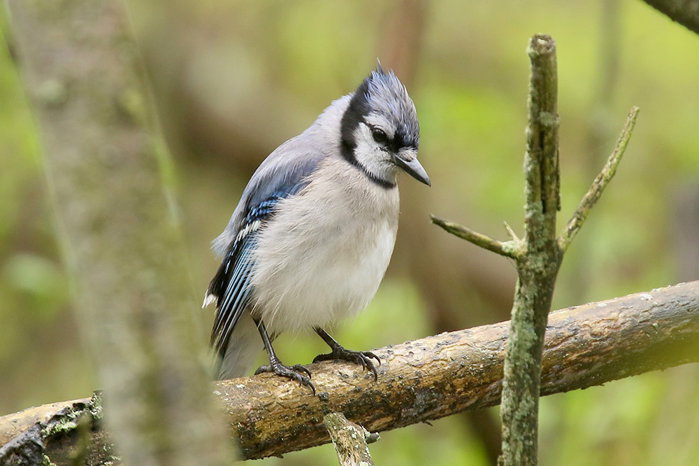 Blue Jay by Mick Dryden