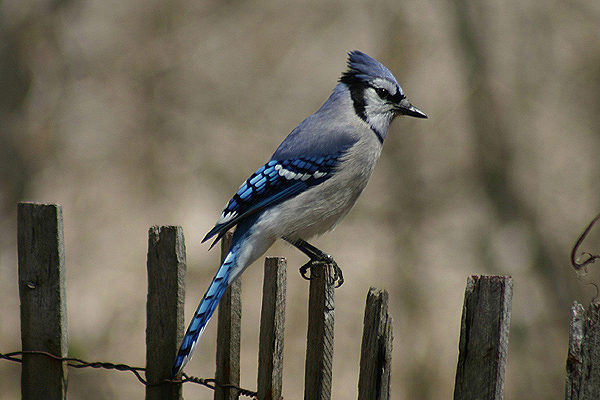 Blue Jay by Mick Dryden