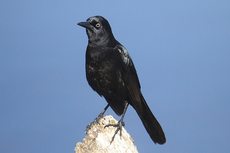 Boat-tailed Grackle by Mick Dryden