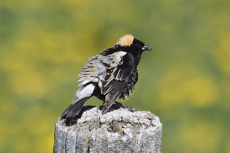 Bobolink by Mick Dryden