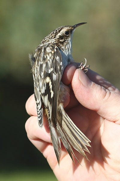 Brown Creeper by Mick Dryden