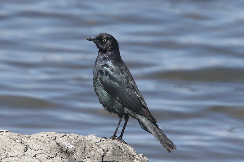 Brewer's Blackbird by Mick Dryden