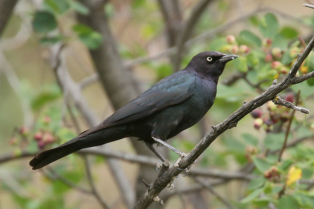 Brewer's Blackbird by Mick Dryden