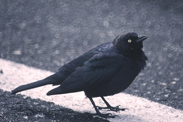 Brewer's Blackbird by Mick Dryden