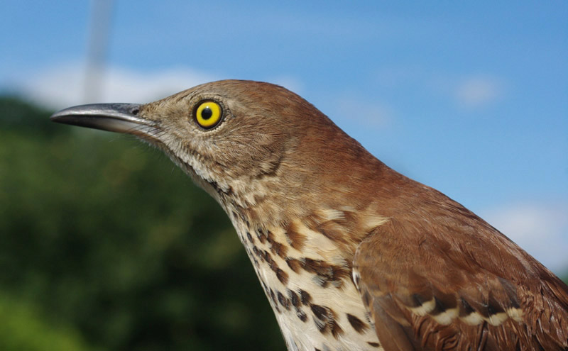 Brown Thrasher by Georg Hentsch