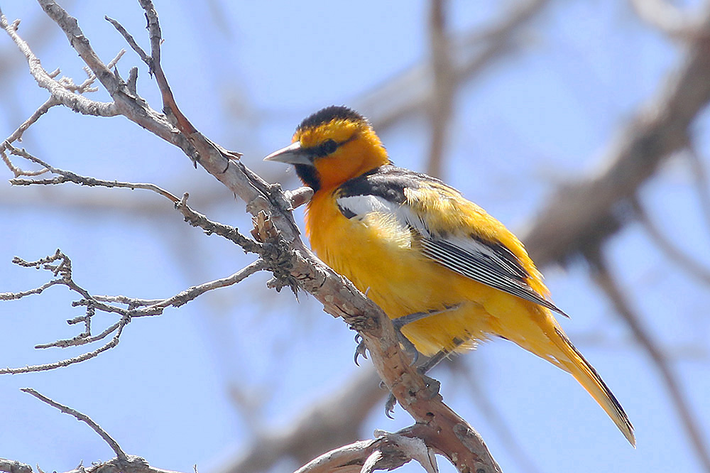 Bullock's Oriole by Mick Dryden